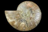 Bargain, Cut & Polished Ammonite Fossil (Half) - Madagascar #157949-1